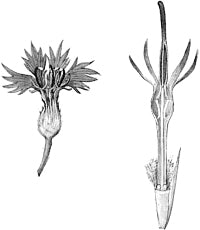 ������ ����� (������).