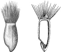 ������ ����� (����).