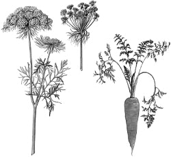 ������� ��������.