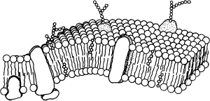 ��������� �������� � ��� ������������ ���������, ��������� �� ������ � �����.